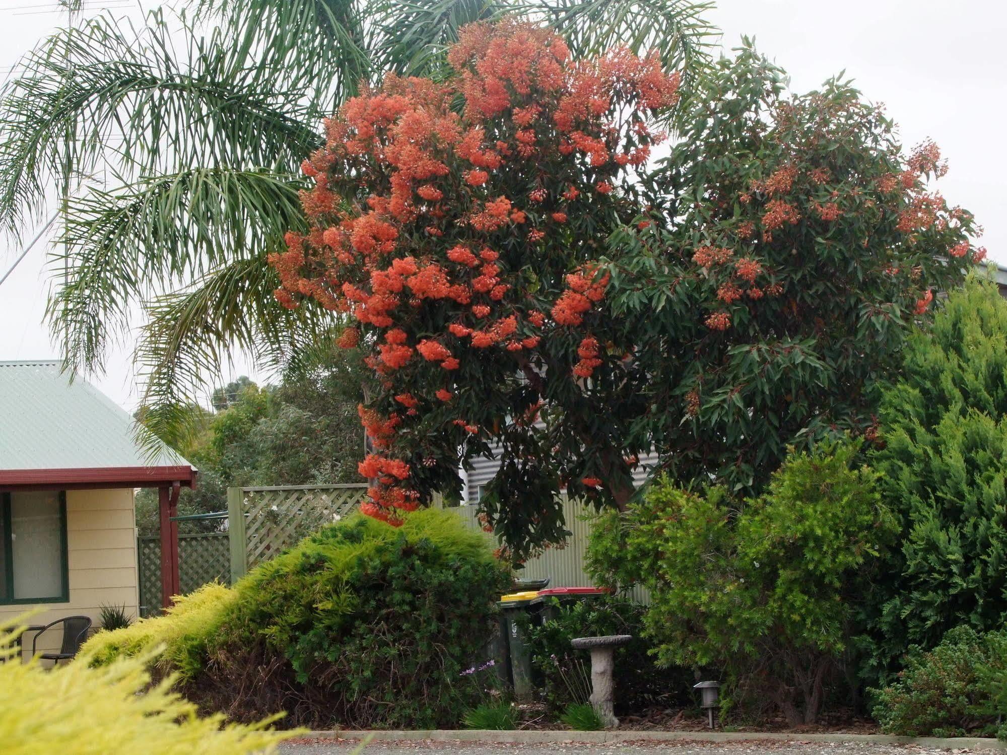 Ficifolia Lodge Parndana Exterior photo